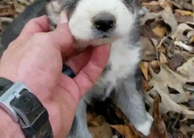 mimos,perro,guapo,mundo