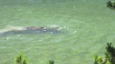 adivinar,animal,debajo,agua