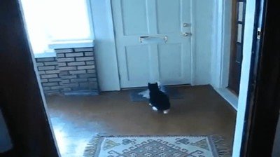 gato,filtro,spam,correo