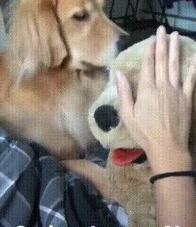 ataque,celos,peluche,feo