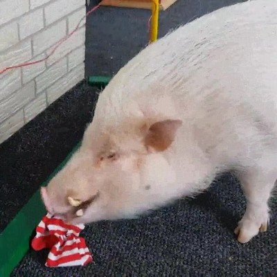 Enlace a Un poco más de práctica y te hará toda la colada