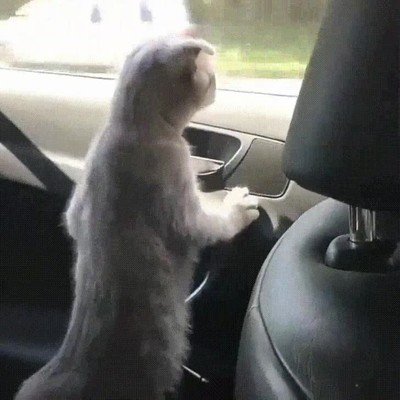 gato,flipar,vistas,ventanilla,coche