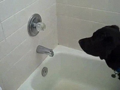 perros,aprender,usar,ba&ntilde;era,casa