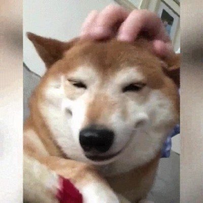 cara,perro,cabeza,mimos