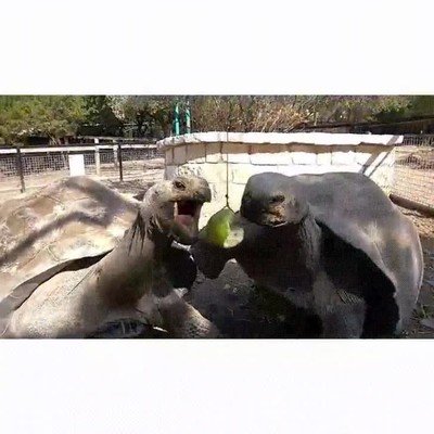 tortugas,lucha,manzana,cuerda