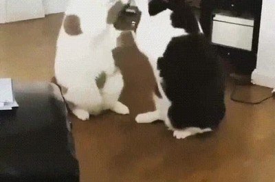 fondo,ni&ntilde;os,gatos