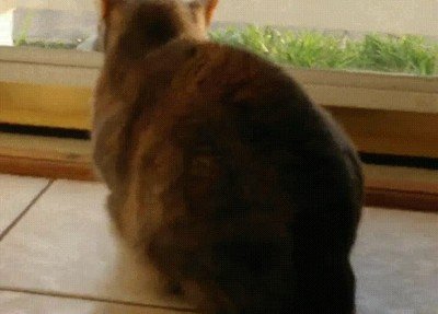 gatos,competici&oacute;n,aguantar,mirada