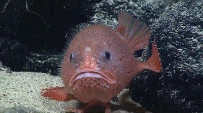 criatura,marina,animal,espiritual