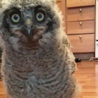 crush,abrir,conversaci&oacute;n