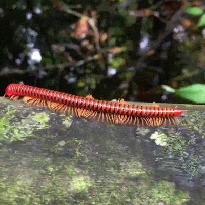 dipl&oacute;podos,mil pies,caminar,rama,arbol