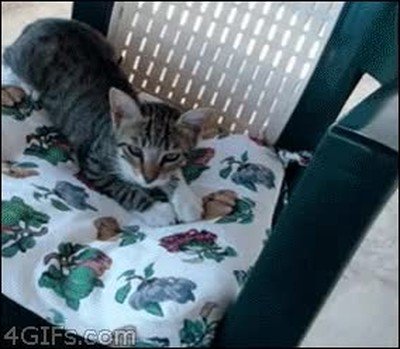 chica,gustar,gato,silla,fail
