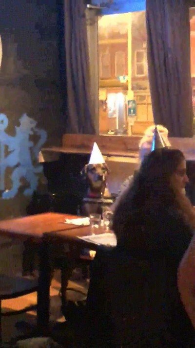 resumen,cumplea&ntilde;os perro,mesa