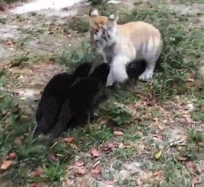 Enlace a Este cachorro de tigre no se fía demasiado de sus nuevos amigos
