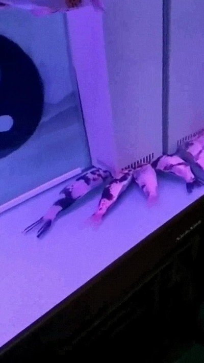 Enlace a Cuando de repente tu jefe entra en la oficina