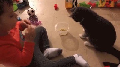 chaval,gustar,cheerios,gato