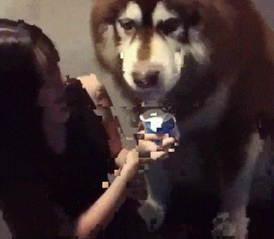 perro,gigante,tomar,aperitivo