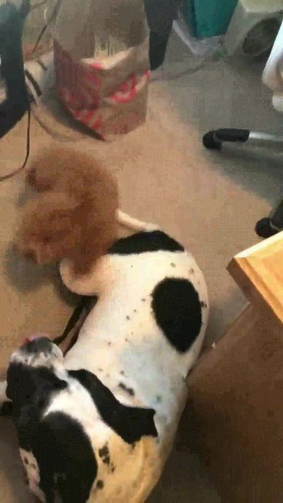 perro,contento,mejor amigo