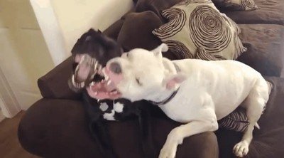 tipica,relacion,amor,odio,hermano