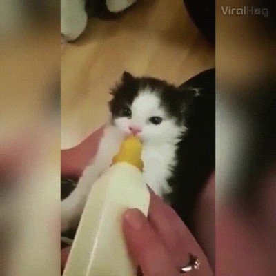 adorable,movimiento,orejitas,beber,leche