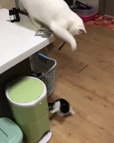 mama,gato,jugar,peque&ntilde;o