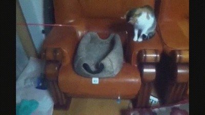 Enlace a Gatos jugando con las ilusiones de otros gatos