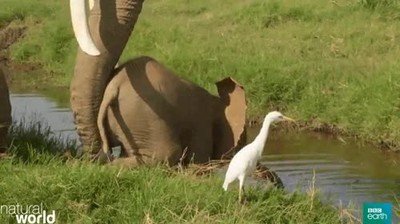 bebe,elefante,hora,ba&ntilde;o