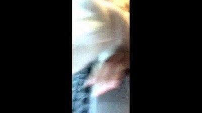 gato,acabar,vida,portatil