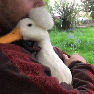 buscar,amor,pato,humano,abrazo