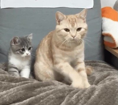 movimientos,gato,imitar