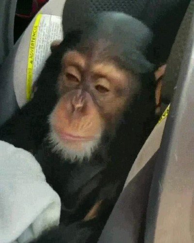 chimpanc&eacute;,ganas,escuchar,heavy metal