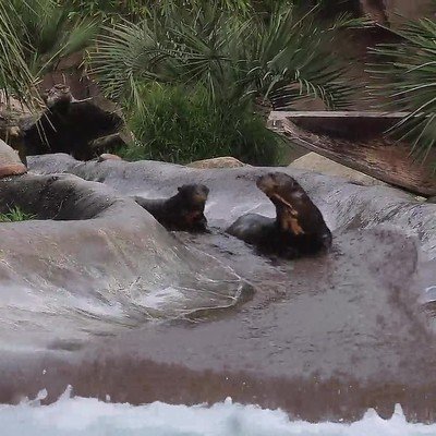 Enlace a Los animales también disfrutan de las atracciones acuáticas