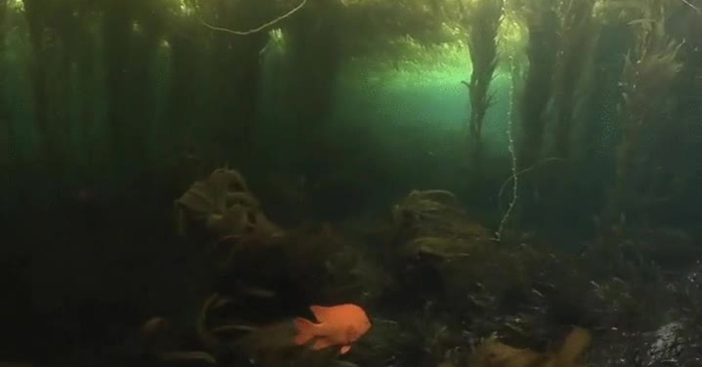 Водоросли гиф. Анимированные водоросли. Водоросли анимация. Водоросли gif. Подводный "лес"(Kelp Forest).
