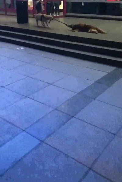 acompañar,casa,amigo,borracho