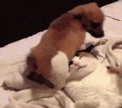 gato,perro,mejor,lugar