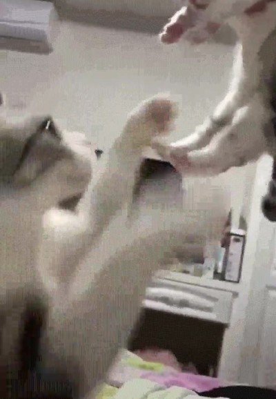 devolver,pequeño,gato
