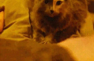 observado,gato,mirada,ojos