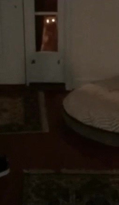 noche,pesadillas,gato,ojos