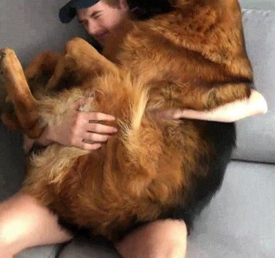 perro,cachorro,sofa,mimos