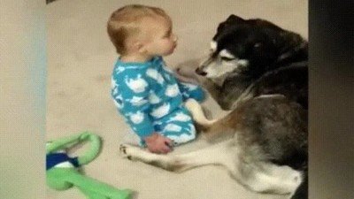 Enlace a Cuando pasas de perro a cama en apenas unos segundos