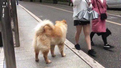 perro,esperar,12,horas,cada dia