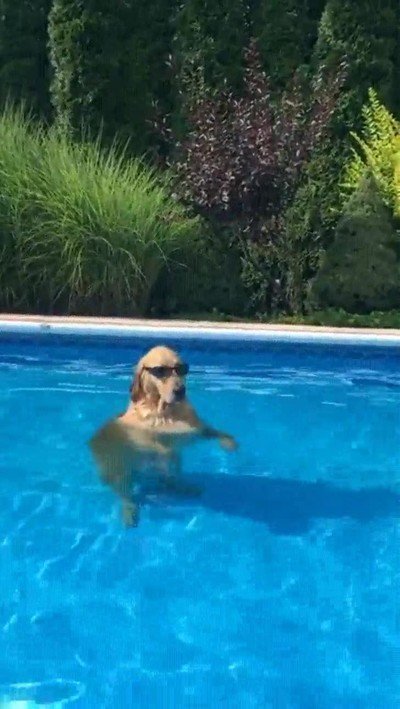 perro,flow,esperar,verano