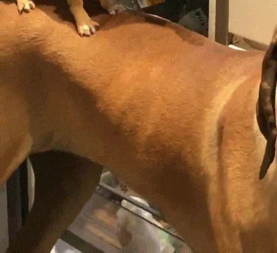 perros,colaborar,asaltar,cocina