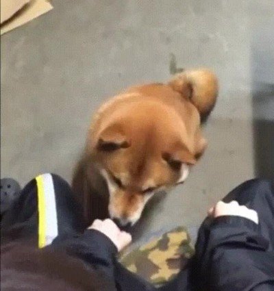 traición,perdon,nunca,perro