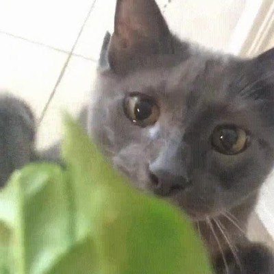 cara,gato,dieta,comer,verdura