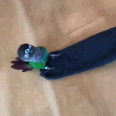 pajaro,surfear,mejor