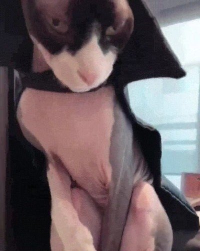 gato,capa,se&ntilde;or de la noche