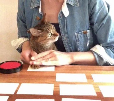 gato,influencer,firmar,tarjetas,fans