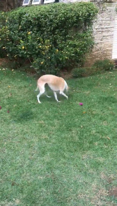 pregunta,perro,salir,paseo