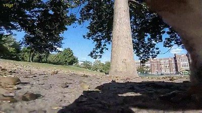 Enlace a Ardilla robando una cámara 