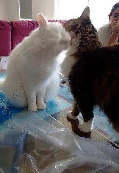 amor,odio,segundos,gato